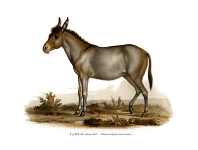 Donkey by German School